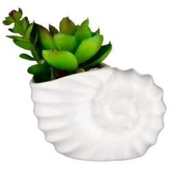 B&M Scandi Shore Small Shell Succulent -B&M Home Sales Store 380110 small shell succulent