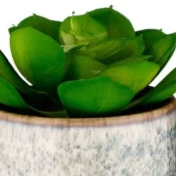 B&M Scandi Shore Succulent 3 B&M Scandi Shore Succulent -B&M Home Sales Store 380125 scandi succulent 2