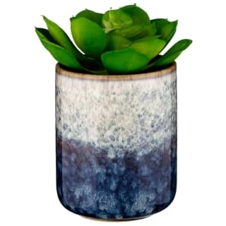 B&M Scandi Shore Succulent 1 B&M Scandi Shore Succulent