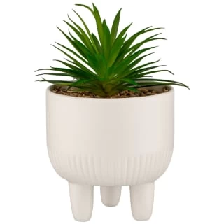 B&M Scandi Shore Succulent In White Pot 1 B&M Scandi Shore Succulent In White Pot