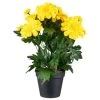 B&M Zinnia Plant Pot - Yellow