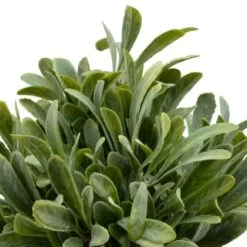 B&M Foliage In Seagrass Pot -B&M Home Sales Store 394344 foliage in seagrass pot 2