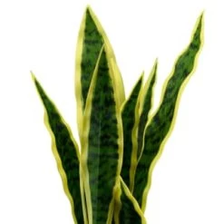 B&M Snake Plant In Pot -B&M Home Sales Store 394719 snake plant in pot 2